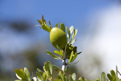 Argan Nut